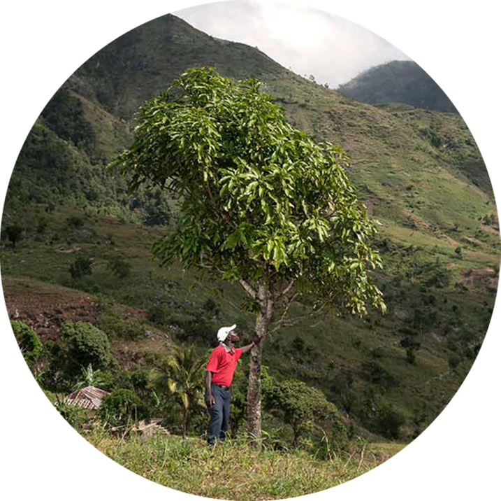 Perché un albero, perché Treedom?